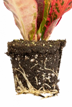 Croton Petra - Stekje -Planten Series codiaeum petra wortels