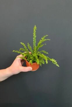 Nephrolepis Cordifolia Duffii - Stekje -Planten Series cordifolia duffii stekje