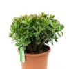 Crassula Sunset - Jade Plant -Planten Series crassula sunset jadeplant 1