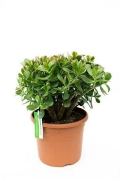 Crassula Sunset - Jade Plant