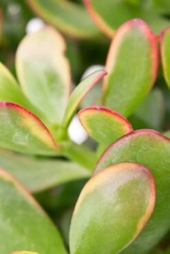 Crassula Sunset - Jade Plant 9 Crassula Sunset - Jade Plant -Planten Series crassula sunset jadeplant 1 2