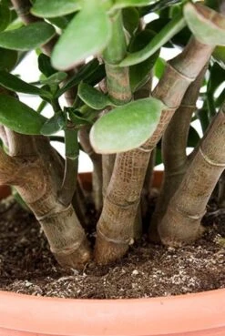 Crassula Sunset - Jade Plant 10 Crassula Sunset - Jade Plant -Planten Series crassula sunset jadeplant 1 3