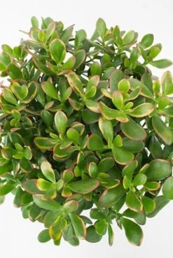 Crassula Sunset - Jade Plant 11 Crassula Sunset - Jade Plant -Planten Series crassula sunset jadeplant 1 4