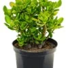 Crassula Ovata - Jadeplant -Planten Series crassula ovata 2