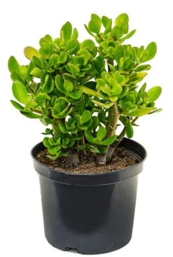 Crassula Ovata - Jadeplant