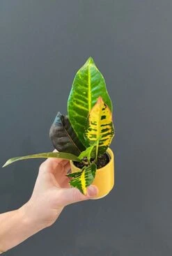 Croton Petra - Stekje -Planten Series croton plantje