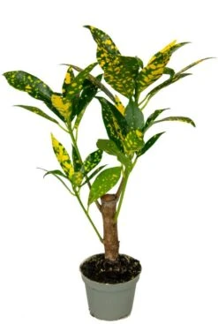 Croton Variegatum Aucubaefolia - Stekje