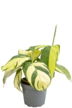Ctenanthe Pilosa Golden Mosaic (Lubbersiana Golden Mosaic) - Stekje