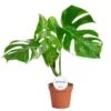 Monstera Deliciosa Variegata B - Gatenplant -Planten Series d0cb03e8 3aba 487d a8b6 e263878990ea 1