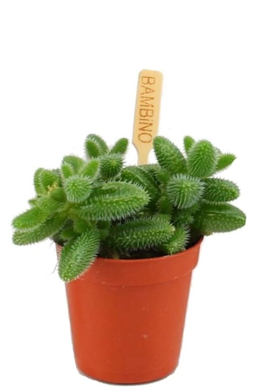 Delosperma Echinatum - Augurkenplantje 3 Delosperma Echinatum - Augurkenplantje