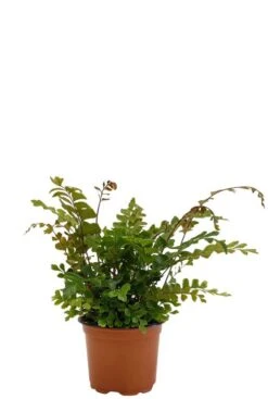 Didymochlaena Truncatula