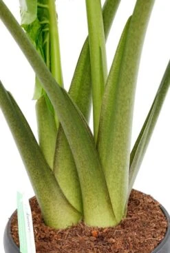 Alocasia Portadora - Olifantsoor -Planten Series dpportad35 1