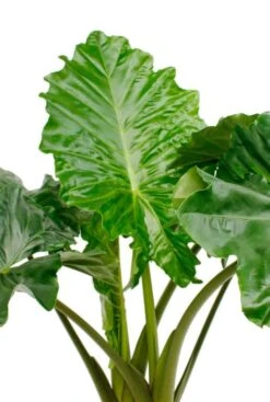 Alocasia Portadora - Olifantsoor -Planten Series dpportad35 2