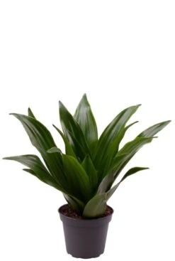 Dracaena Janet Craig - Stekje