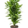 Dracaena Stedneri Cintho - Drakenbloedboom -Planten Series dracaena stedneri cintho