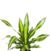 Dracaena Burley - Drakenbloedboom 2 Dracaena Burley - Drakenbloedboom -Planten Series dracaena burley