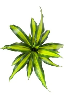Dracaena Burley - Drakenbloedboom -Planten Series dracaena burley plant 1