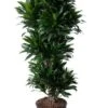 Dracaena Compacta - Drakenbloedboom -Planten Series dracaena compacta grote plant