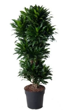 Dracaena Compacta - Drakenbloedboom