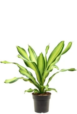 Dracaena Fragrans 'Charley' - Drakenbloedboom