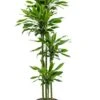 Dracaena Golden Coast - Drakenbloedboom 1 Dracaena Golden Coast - Drakenbloedboom -Planten Series dracaena golden coast 2