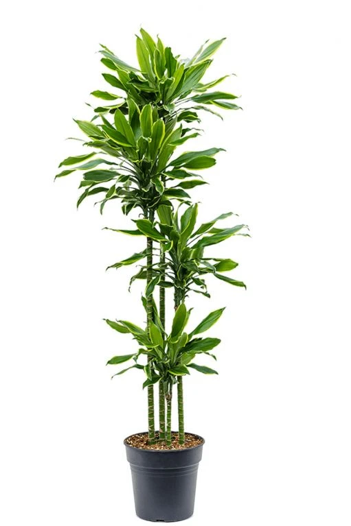 Dracaena Golden Coast - Drakenbloedboom 3 Dracaena Golden Coast - Drakenbloedboom