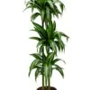 Dracaena Hawaiian Sunshine - Drakenbloedboom -Planten Series dracaena hawaiian sunshine kamerplant 1 1