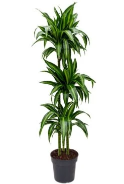 Dracaena Hawaiian Sunshine - Drakenbloedboom
