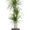 Dracaena In Pot -Planten Series dracaena in pot 3