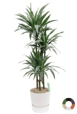 Dracaena Warneckei In Elho Greenville Pot