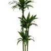 Dracaena Janet Craig - Drakenbloedboom -Planten Series dracaena janet craig hydrocultuur plant
