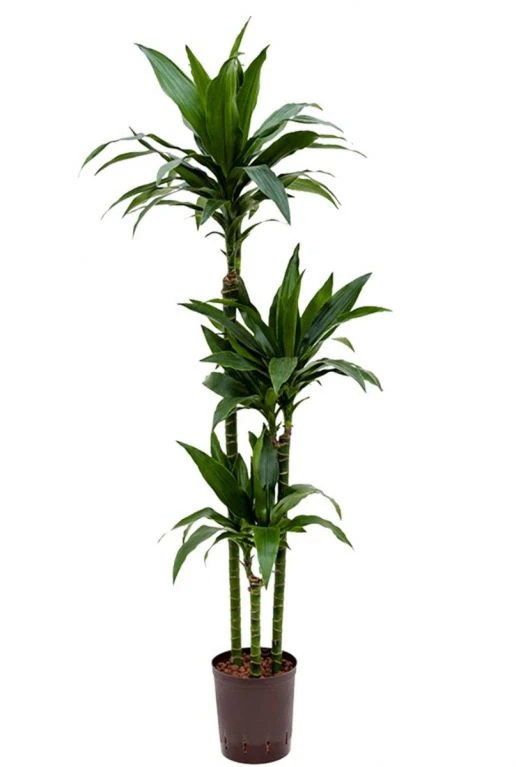 Dracaena Janet Craig - Drakenbloedboom