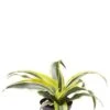 Dracaena Lemon Surprise - Stekje 2 Dracaena Lemon Surprise - Stekje -Planten Series dracaena lemon