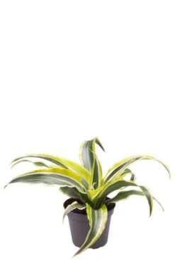 Dracaena Lemon Surprise - Stekje