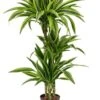 Dracaena Lemon Lime - Drakenbloedboom 2 Dracaena Lemon Lime - Drakenbloedboom -Planten Series dracaena lemon lime hydro plant