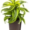 Dracaena Lemon Surprise - Drakenbloedboom -Planten Series dracaena lemon surprise hydroplant