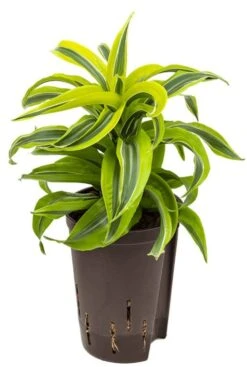 Dracaena Lemon Surprise - Drakenbloedboom