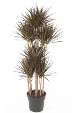 Dracaena Magenta - Drakenbloedboom