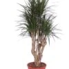Dracaena Marginata -Planten Series dracaena marginata 3