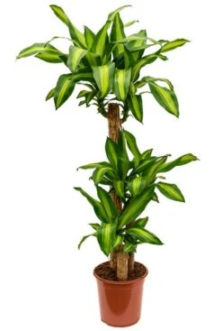 Dracaena Massangeana - Drakenbloedboom