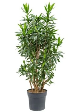 Dracaena Reflexa - Drakenbloedboom