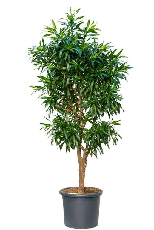 Dracaena Pleomele Song Of Jamaica - Drakenbloedboom 3 Dracaena Pleomele Song Of Jamaica - Drakenbloedboom