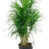 Dracaena Anita - Drakenbloedboom 1 Dracaena Anita - Drakenbloedboom -Planten Series dracaena relfexa anita kamerplant