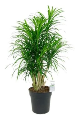 Dracaena Anita - Drakenbloedboom