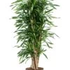 Dracaena Riki - Drakenbloedboom -Planten Series dracaena riki 1