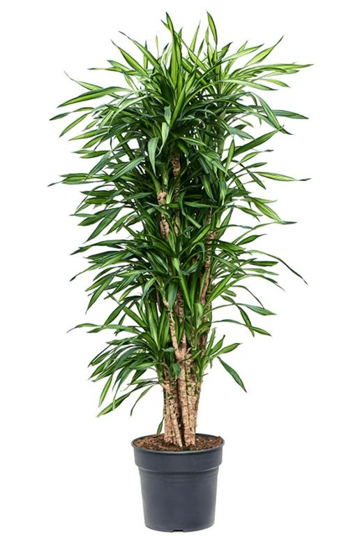 Dracaena Riki - Drakenbloedboom 3 Dracaena Riki - Drakenbloedboom