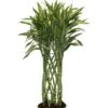 Dracaena Sandriana White - Drakenbloedboom -Planten Series dracaena sandriana white kamerplant