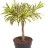 Dracaena Reflexa Song Of India - Drakenbloedboom
