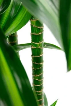 Dracaena Hawaiian Sunshine - Drakenbloedboom -Planten Series dracaena stam plant 2