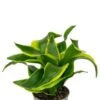 Dracaena Dragontree Twist - Stekje -Planten Series dracaena twist